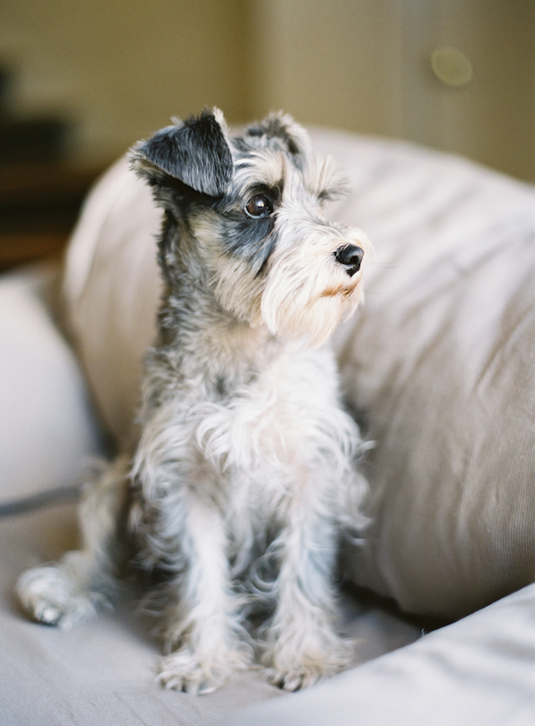 Dog Portrait Photographer | Film Vicki Grafton Photographer copy.jpg