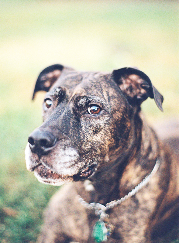 Vicki Grafton Photography Film dog portraits-001.jpg