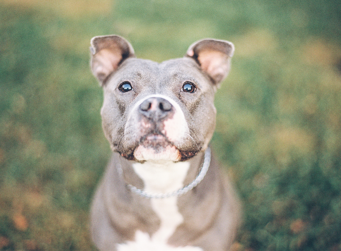 Vicki Grafton Photography Film dog portraits-001-2.jpg