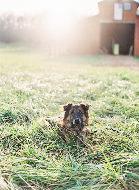 Vicki Grafton Photography Film dog portraits-002-2.jpg
